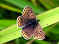 Bruine vuurvlinder,  Lycaena tityrus